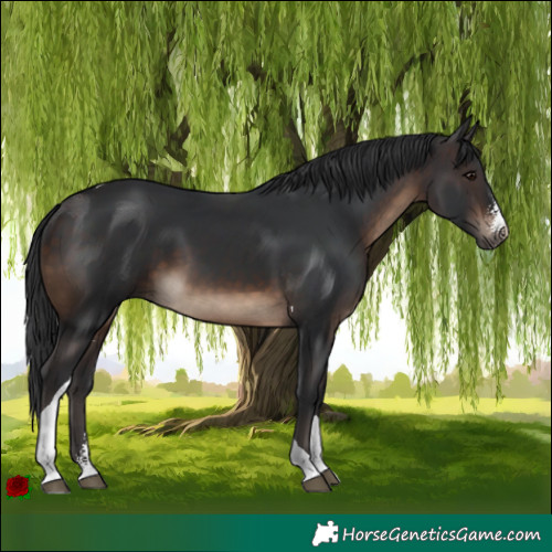 Horse Color:Brown Sabino Tobiano 