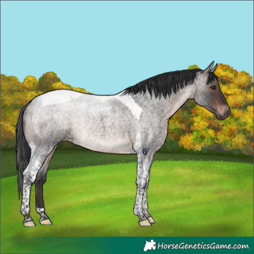 Horse Color:Brown Roan Tobiano Rabicano