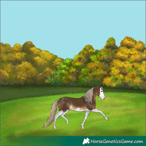 Horse Color:Chocolate Palomino Splash 