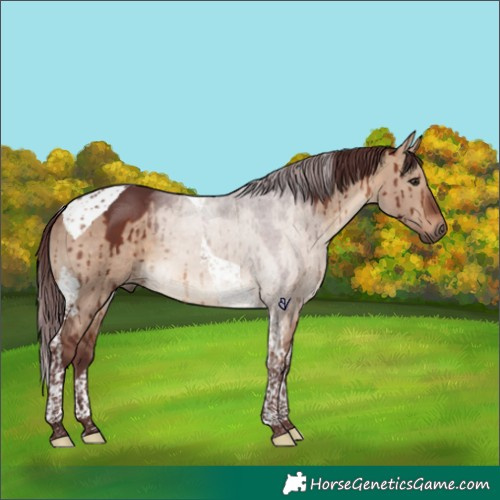 Horse Color:Chocolate Brown Dun Tobiano Brindle