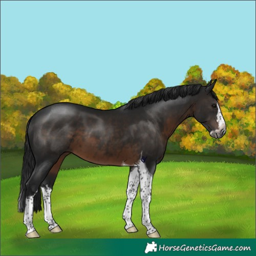 Horse Color:Gray Brown Splash Tobiano Rabicano