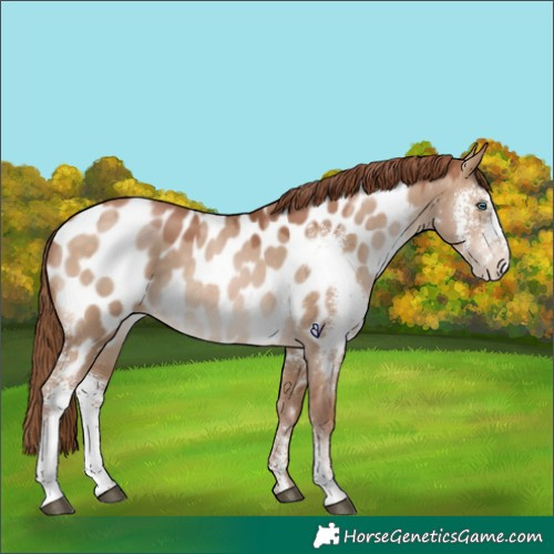 Horse Color:Chocolate Brown Pearl Dun Sabino Near Leopard 