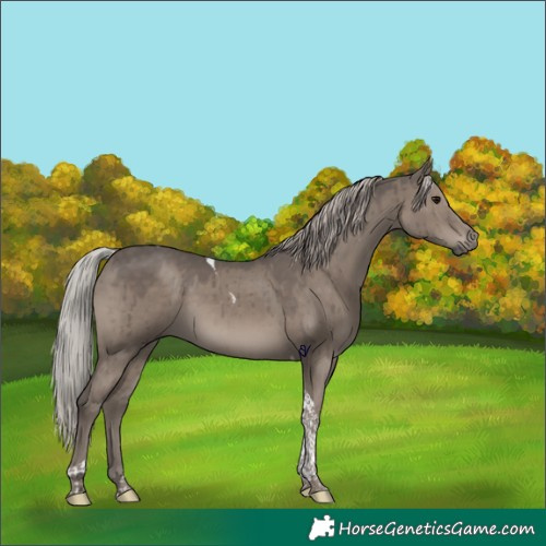 Horse Color:Silver Grullo Tobiano Rabicano Brindle