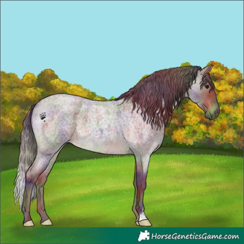 Horse Color:Nacre Chocolate Buckskin Roan