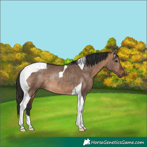 Horse Color:Bay Dun Tobiano Rabicano
