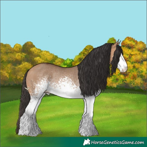 Horse Color:White Spotted Bay Dun Rabicano 