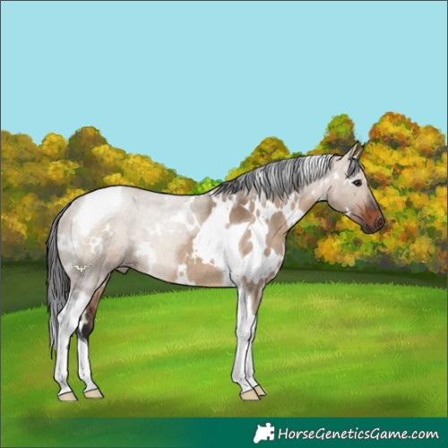 Horse Color:White Spotted Brown Dun Tobiano Rabicano 