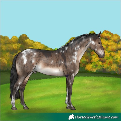 Horse Color:White Spotted Brown Dun Tobiano Rabicano Brindle 