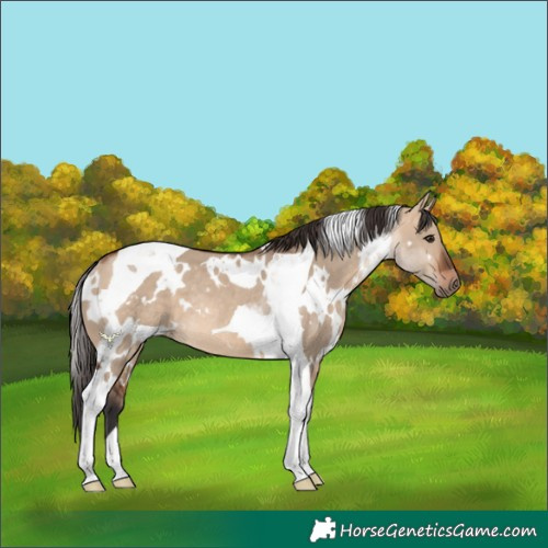 Horse Color:White Spotted Bay Dun Tobiano Rabicano 