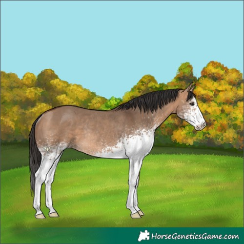 Horse Color:White Spotted Bay Dun Rabicano