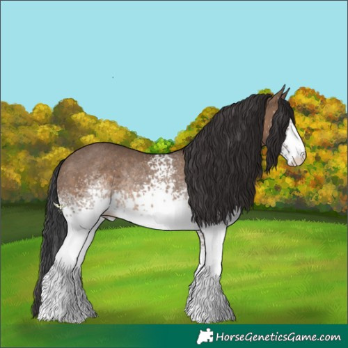 Horse Color:White Spotted Brown Dun Rabicano