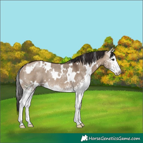 Horse Color:White Spotted Brown Dun Rabicano 