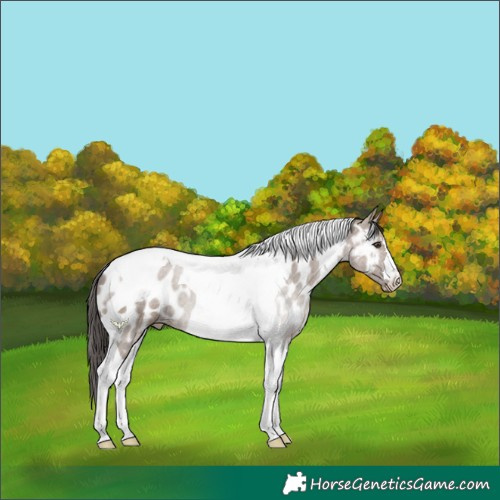 Horse Color:Liver Red Dun Tobiano Appaloosa