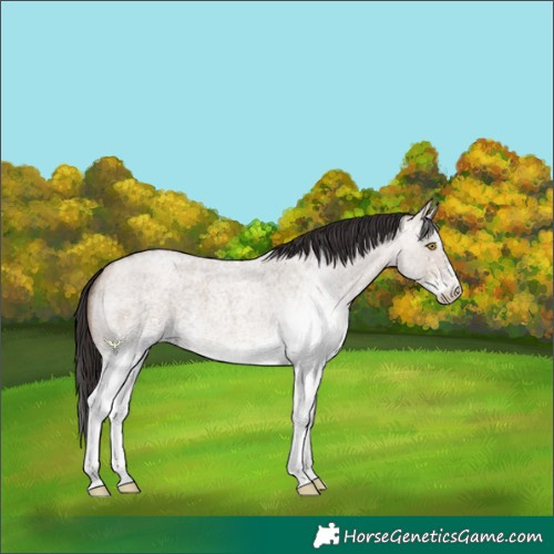 Horse Color:White Spotted Sable Champagne Roan Dun 
