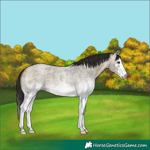 Horse Color:White Spotted Buckskin Roan Dun