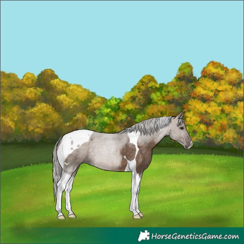 Horse Color:Silver Brown Dun Tobiano 