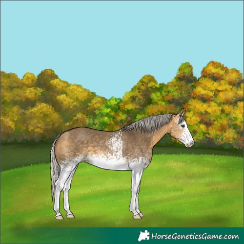 Horse Color:White Spotted Silver Buckskin Dun