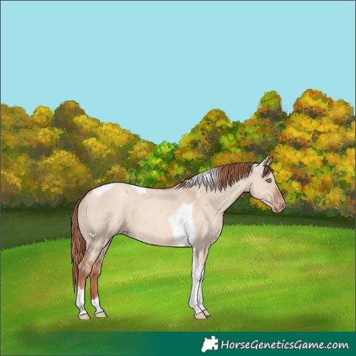 Horse Color:Gold Champagne Dun Tobiano
