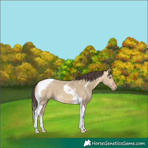 Horse Color:Amber Cream Champagne Dun Tobiano