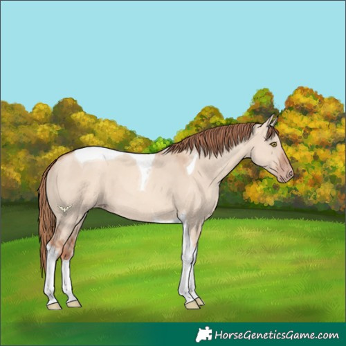 Horse Color:Gold Champagne Dun Tobiano