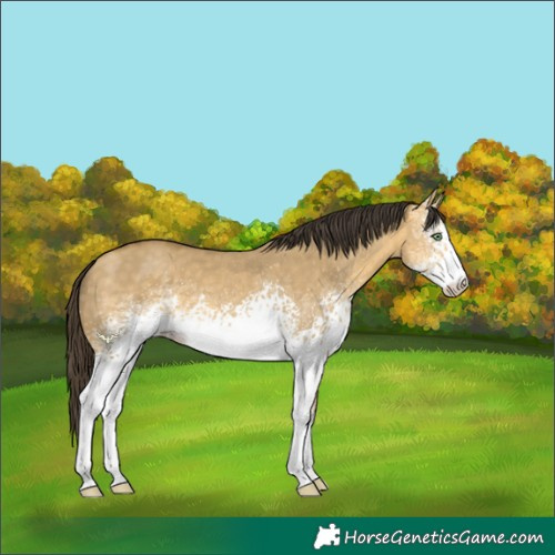 Horse Color:White Spotted Sable Cream Champagne Dun