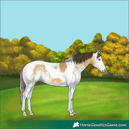 Horse Color:White Spotted Sable Cream Champagne Dun Tobiano 