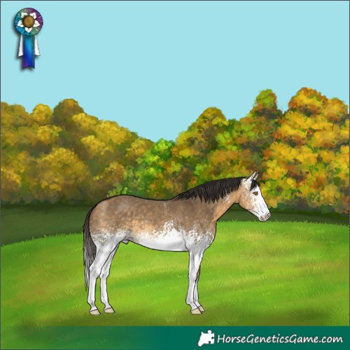 Horse Color:White Spotted Buckskin Dun Sabino 