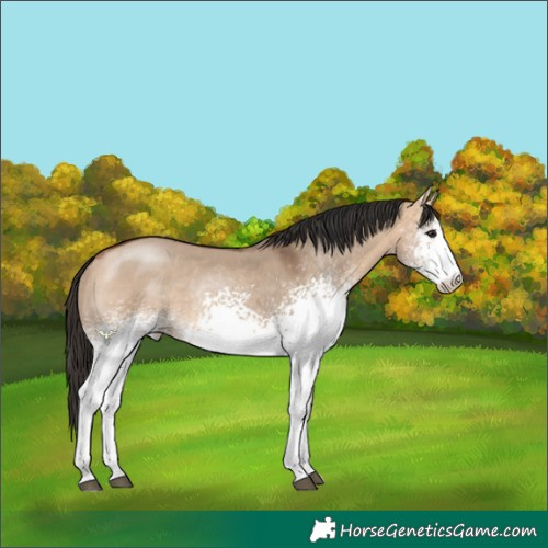 Horse Color:White Spotted Bay Dun Rabicano