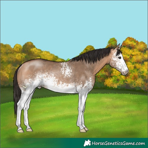 Horse Color:White Spotted Bay Dun Rabicano 
