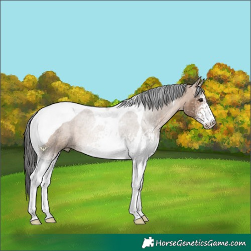 Horse Color:White Spotted Brown Dun Tobiano Rabicano 