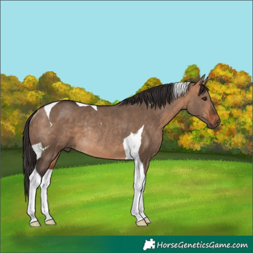 Horse Color:Bay Dun Tobiano Rabicano