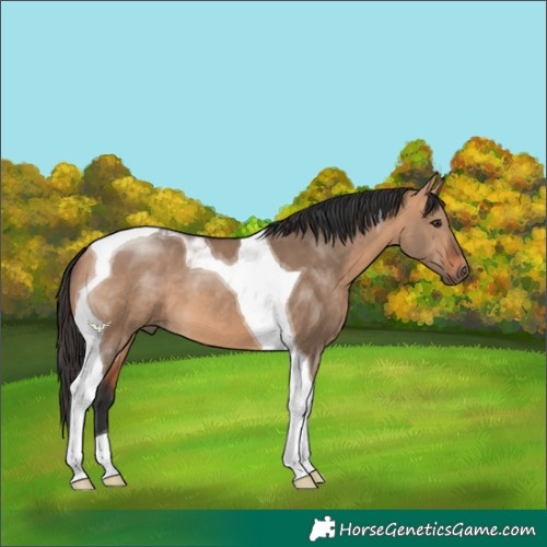 Horse Color:Bay Dun Tobiano 