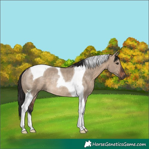Horse Color:Brown Dun Tobiano Rabicano 