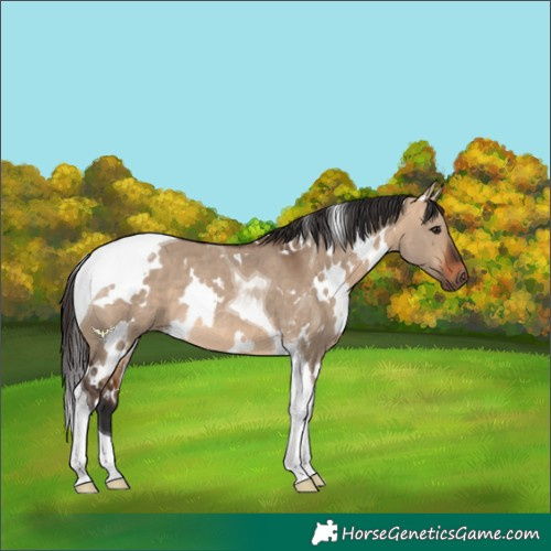 Horse Color:White Spotted Bay Dun Tobiano Rabicano 