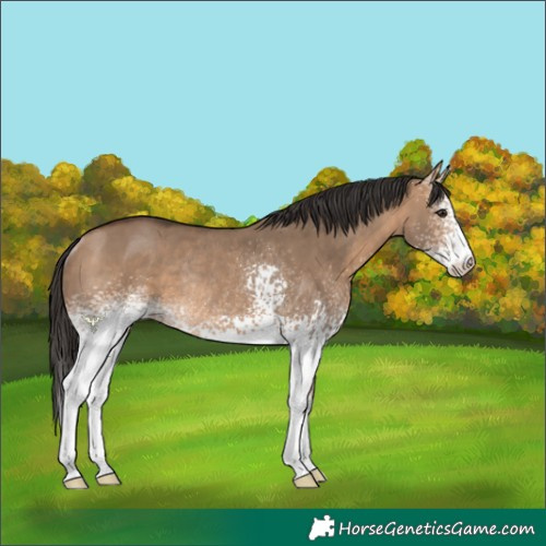 Horse Color:White Spotted Bay Dun Rabicano 