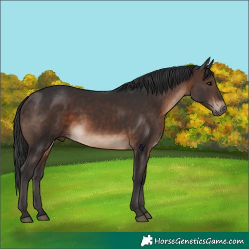 Horse Color:Brown 