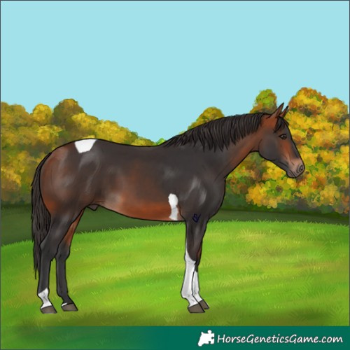 Horse Color:Bay Tobiano Rabicano 