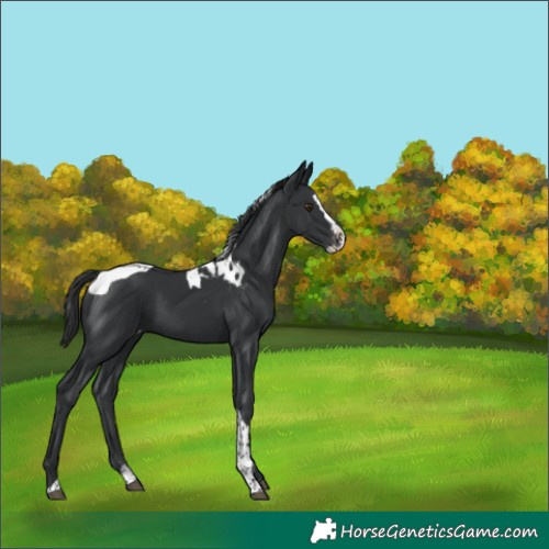 Horse Color:Black Splash Tobiano Skewed LP Spotted 