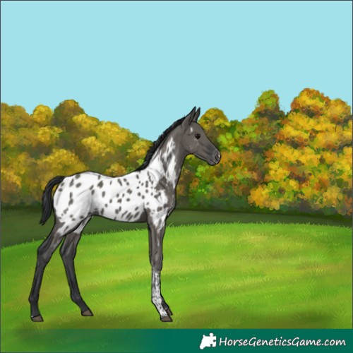 Horse Color:Grullo Tobiano Appaloosa 