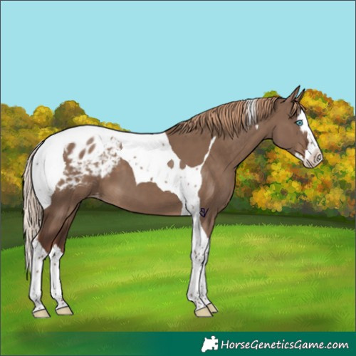 Horse Color:Liver Red Dun Splash Tobiano Blanket