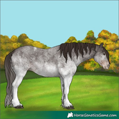 Horse Color:White Spotted Liver Red Roan