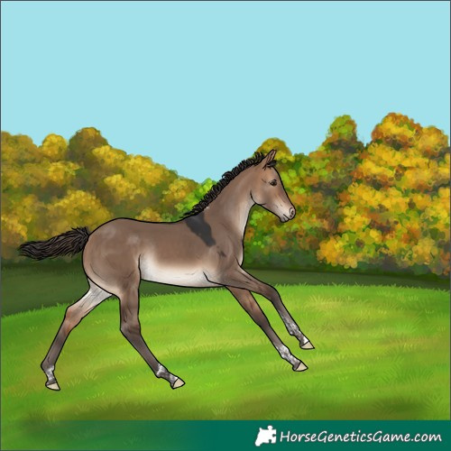 Horse Color:Bay Dun Tobiano Rabicano 