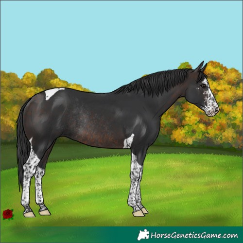 Horse Color:Brown Sabino Tobiano Rabicano 