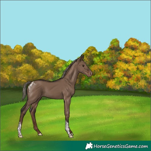 Horse Color:Liver Red Dun Tobiano Skewed LP Spotted 