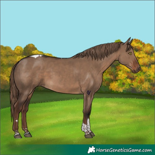 Horse Color:Liver Red Dun Tobiano 