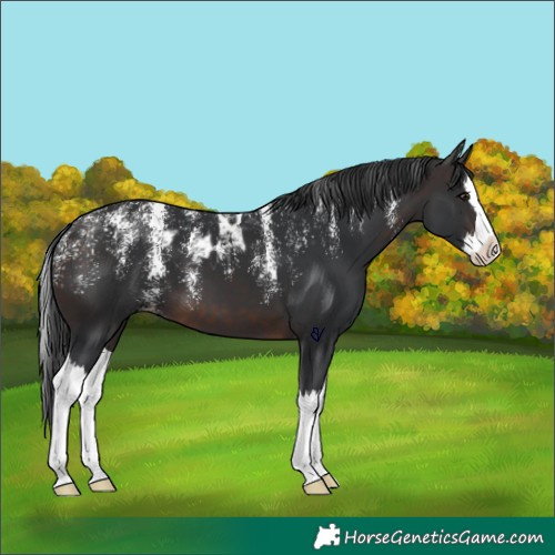 Horse Color:Powder White Brown Splash Skewed LP Spotted