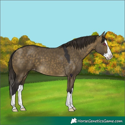 Horse Color:Buckskin Dun Splash Skewed LP Spotted 