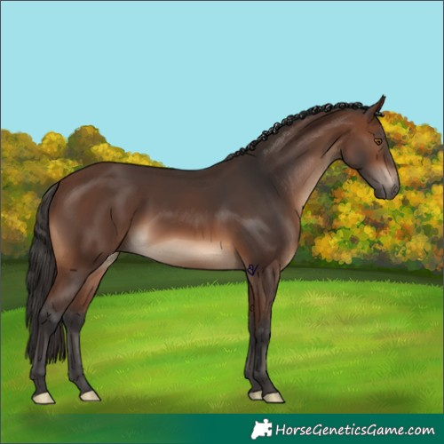 Horse Color:Brown