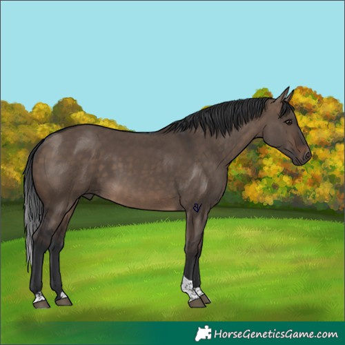 Horse Color:Brown Dun Tobiano
