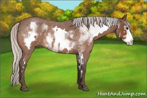 Horse Color:White Spotted Silver Bay Roan Frame